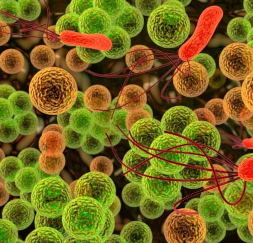 Pathogènes alimentaires, maîtrise et analyse microbiologique