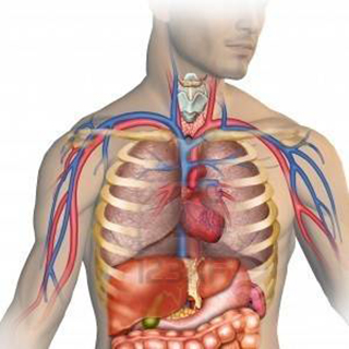 Fondamentaux en Anatomie et Physiologie - Module 1