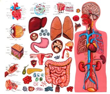 Les fonctions métaboliques Alimentation / Respiration / Filtration - Module 3