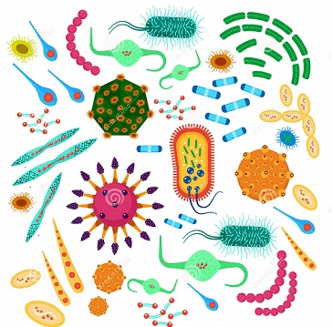 Les micro-organismes en hygiène alimentaire