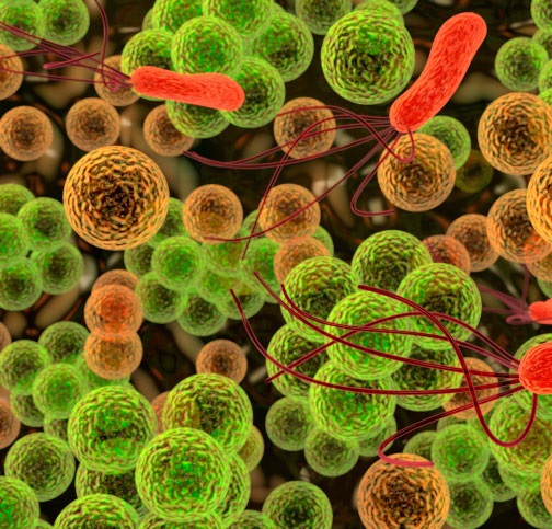Pathogènes alimentaires, maîtrise et analyse microbiologique