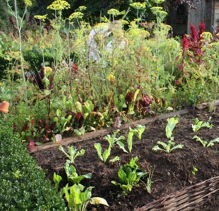Mettre en place un jardin résilient - Permaculture