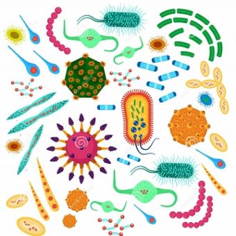 Les micro-organismes en hygiène alimentaire