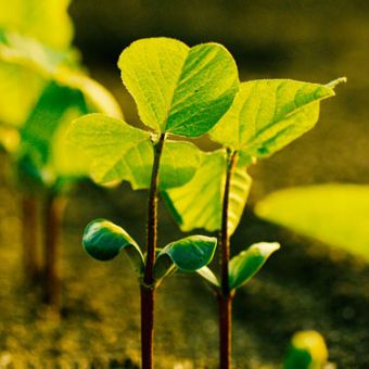 Morphologie végétale