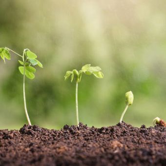 Physiologie végétale