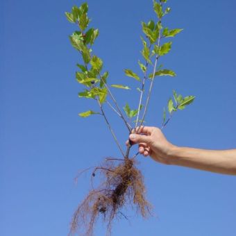 Végétaux des racines à la plantation
