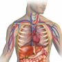 fondamentaux en anatomie et physiologie - module 1