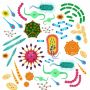 les micro-organismes en hygiène alimentaire