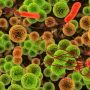 pathogènes alimentaires, maîtrise et analyse microbiologique