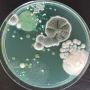 technique de base en microbiologie alimentaire