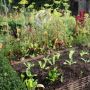 mettre en place un jardin résilient - permaculture