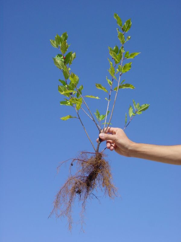 Végétaux des racines à la plantation